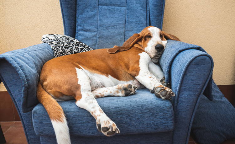 Best way for dog to lose weight top